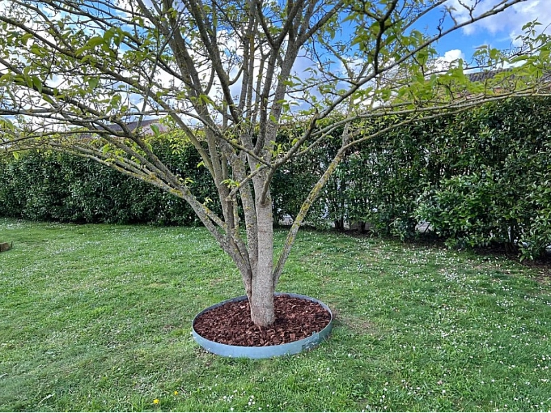 Bordure BorderStyle® Acier Tour d'Arbre H: 10 cm