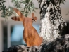 Lapin avec papillon en métal rouillé