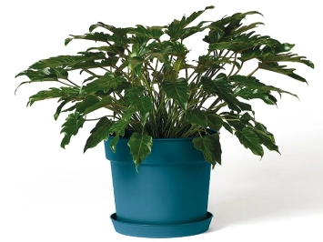 Pot Tellus