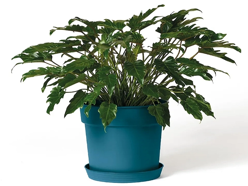 Pot Tellus